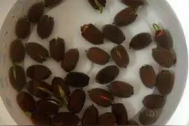 各类蔬菜种子浸泡催芽的时间和播种深度图片