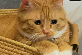 猫咪“被抛弃”后，会不会怨恨主人？它还会不会一直记得前主人？图片