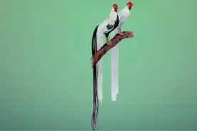 世界上最贵的六种鸡，中国名鸡上榜，一只鸡就价值一套豪宅图片