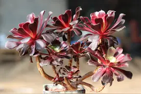 寿命最长的3种多肉，不用种子就可以“子孙千代”，好养又漂亮图片