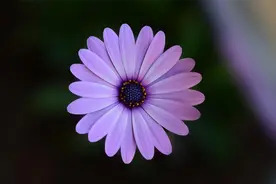 经常吃瘪，经常被欺负的生肖，性格懦弱，不敢还击图片