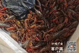 十堰小龙虾抢“鲜”上市，价格有点“辣”图片