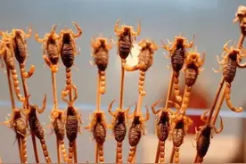 农民不顾危险，为增加收入，天黑上山捉蝎子，破坏了生态环境。图片