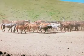 祁连马，青海马，西极马，汗血马——究竟哪个才是终极宝马？图片