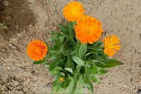 动物飞花令图片