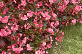 这一种花，一年开花300天，株型小花量大，花朵成簇非常美艳图片