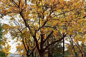 1614名学生入围山东师范大学22年综合评价招生资格来源学校统计图片