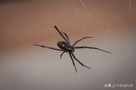 动物界的“爱恨情仇”远比人类简单粗暴的多！图片