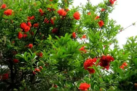 家有院子，养上5种“水果树”，硕果累累，好看又好吃图片