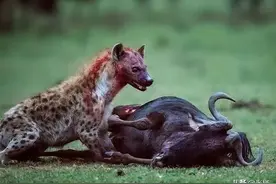 斑鬣狗为什么喜欢掏肛？动物被掏肛时为什么原地不动？图片