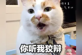 当你养猫了，请务必远离“中国式养猫”，懂这几点，猫养得更好图片