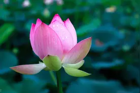 五首让人心静的诗词，放下焦虑，心神安宁图片