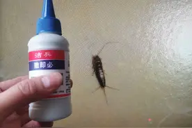 家里出现衣鱼虫意味着什么图片