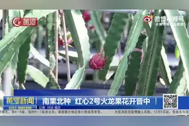 （视频）南果北种 红心2号火龙果花开晋中图片