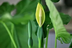 养滴水观音，做好3点，枝干粗壮，叶多又大，年年油绿旺盛美观图片