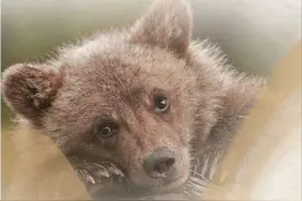 石榴科普丨新疆国家重点保护野生动物科普——棕熊图片