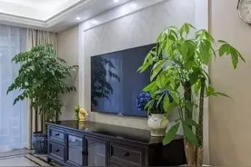 发财树想“长旺”，2种“肥水”轮流浇，叶片肥大，绿油油图片