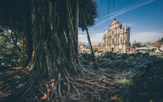 澳门买花胶哪家好? 2026年澳门买花胶哪家好吃