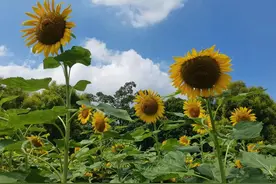 复制头条文章文字方法改变了图片