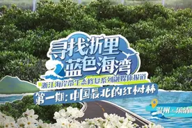 寻找“浙里”蓝色海湾①乐清：中国最北的红树林图片