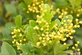 米兰花的养殖方法和注意事项，5个技巧养好它，四季开花“猛”图片