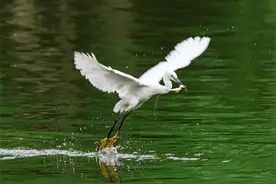 创建天府旅游名县｜青龙湖：珍稀鸟儿的摇篮，观鸟者的天堂图片
