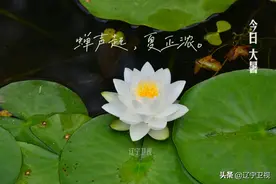 节气之书｜大暑：夏日炽烈，万物向阳，消暑纳凉古今同图片