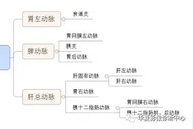 腹腔干解剖整理图片