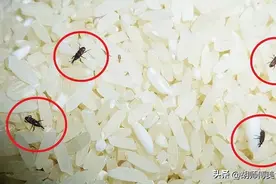 原来米虫最怕它，往米桶里放一把，不用担心大米生虫了，太实用了图片