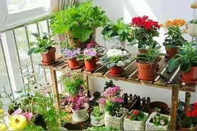 被偏见误导的几种常见花卉图片