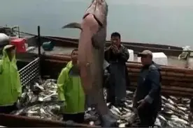 四大家鱼成员，青鱼轻松过百，草鱼艰难上30斤，那鲢鳙能长多大？图片