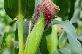 一根须，二两金！它是最适合伏天的“茶”，利湿热、降三高，不花一分钱！图片