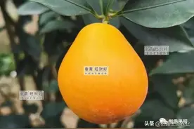 许立明 | 脆蜜金柑品种介绍及栽培技术要点图片