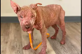 狗独自守着空房等主人，5年后主人回来，却把它当流浪狗赶出家门图片