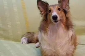 世界上最护主的狗排名前十名，你喜欢哪种狗呢？图片