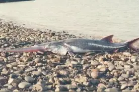 无比痛心，长江白鲟灭绝！为啥中华鲟放生700万尾，白鲟却不行？图片