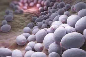 冷冻的馒头不能吃？滋生的黄曲霉毒素会致癌？一文为您说清真相图片