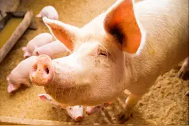 男子杀猪反被猪咬死，憨厚的外表鸡贼的眼神，家猪真的会吃人吗？图片