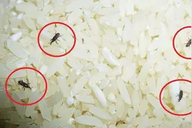 中国储粮的“敌人”！为何密封包装的大米也会生虫？该如何防治？图片