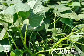 什么红薯品种好吃又高产？怎样选择？图片