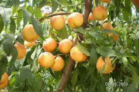 中油桃8号：一个晚熟、高品质油桃品种图片