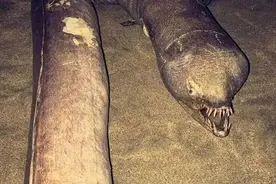 42张吓人的深海照片，真的存在深海巨蟒？图片