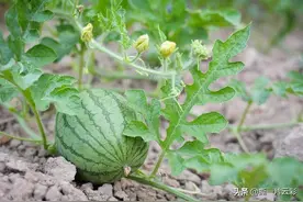 农村记忆（五）看瓜捉虱子挤虮子图片