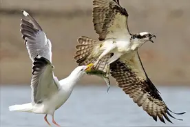 最怂的猛禽究竟是谁？战斗力低到只会抓鱼，就连鸭子都能暴揍它？图片