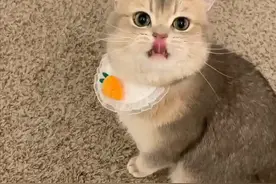 猫咪的这几个信号，其实是在“叫救命”，你还傻傻不知道！图片