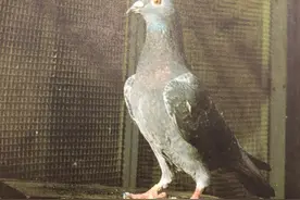 竞翔部长张顺奎的李鸟和他的训养哲学图片