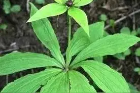 七叶一枝花，乃神农四宝之一图片