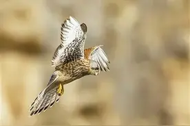 “爱鸟周” | 热爱变守护，还自然鸟语花香图片