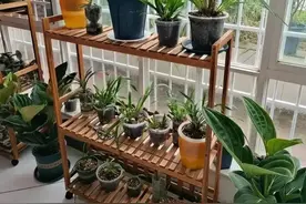 三伏天爱生虫，花盆撒点“小东西”，虫子病菌灭光光，叶肥花壮！图片