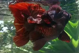 养金鱼的十大戒条，尽量遵守图片